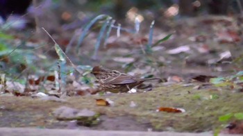 Masked Bunting 千葉市泉自然公園 Sun, 12/3/2023