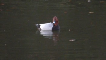 Common Pochard 千葉市泉自然公園 Sat, 12/2/2023