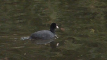 Eurasian Coot 千葉市泉自然公園 Sat, 12/2/2023