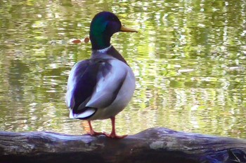 マガモ 千葉市泉自然公園 2023年12月3日(日)