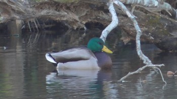 マガモ 千葉市泉自然公園 2023年12月2日(土)