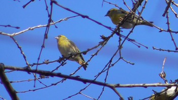 マヒワ 千葉市泉自然公園 2023年12月2日(土)