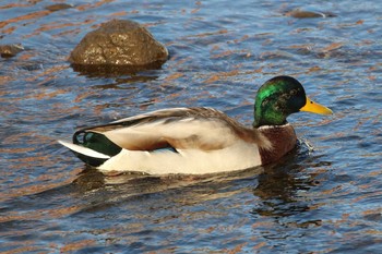 マガモ 北海道　函館市　松倉川 2018年11月5日(月)