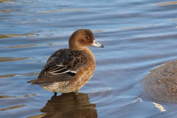 ヒドリガモ 北海道　函館市　松倉川 2018年11月5日(月)