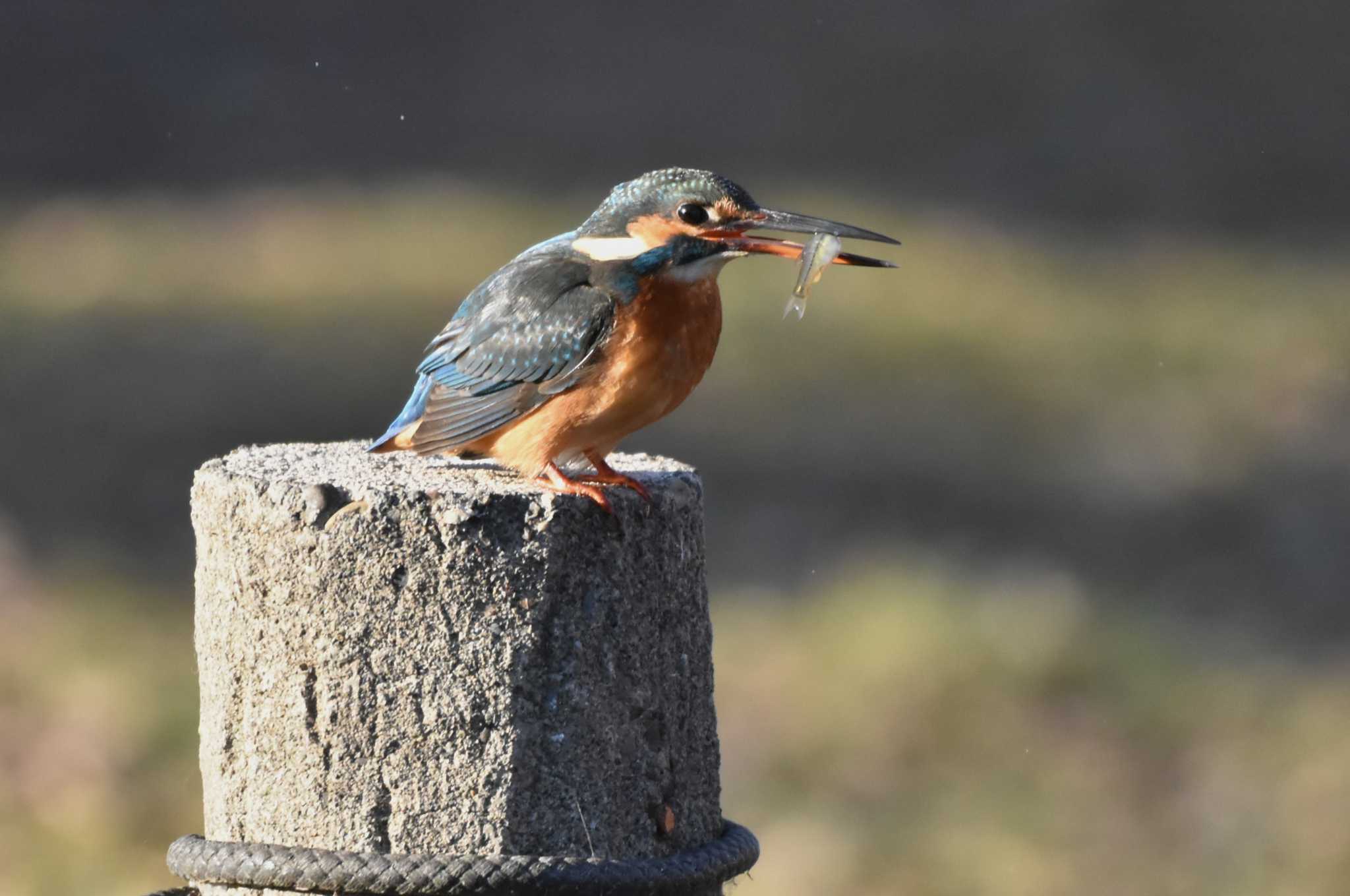 Common Kingfisher