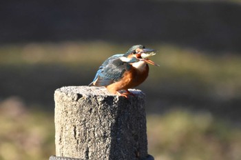 カワセミ 水元公園 2024年1月12日(金)