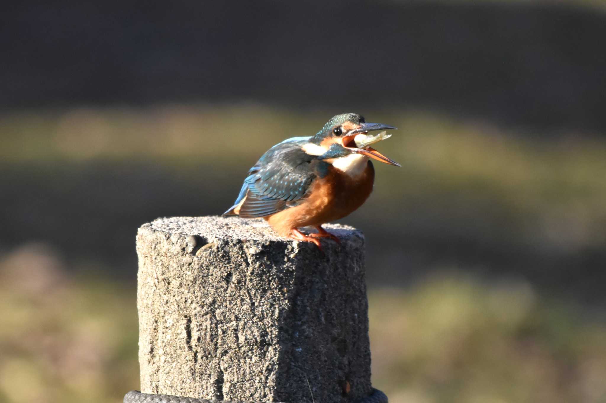 Common Kingfisher