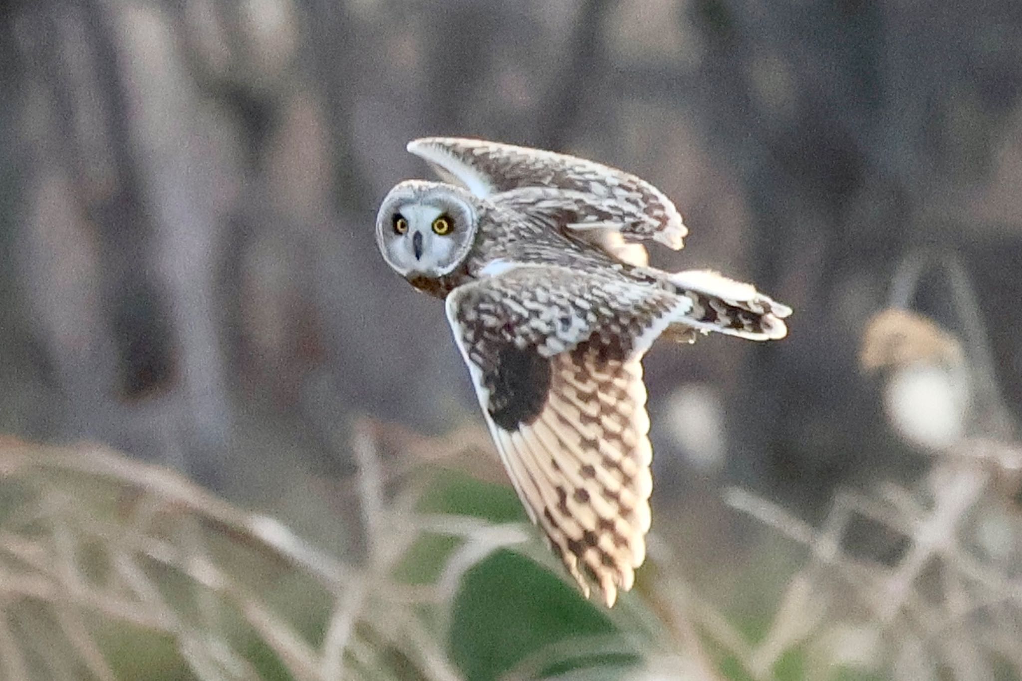 Short-eared Owl