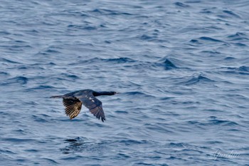 Pelagic Cormorant 城ヶ島 Tue, 1/2/2024