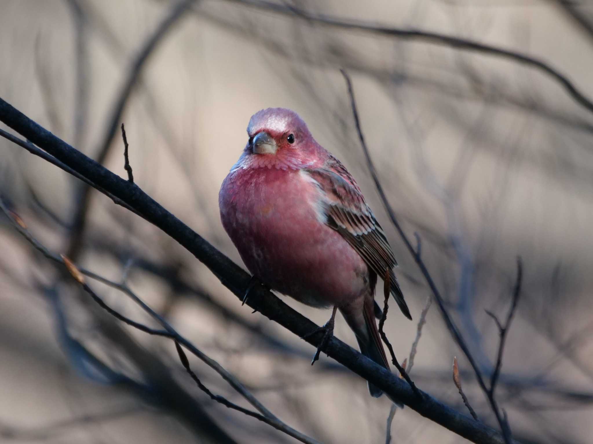 秩父 オオマシコの写真 by little birds