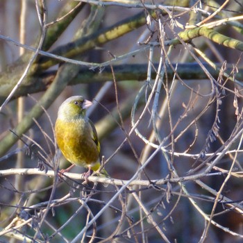 Grey-capped Greenfinch さくら草公園 Sat, 1/6/2024