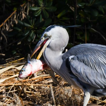 アオサギ 葛西臨海公園 2024年1月12日(金)