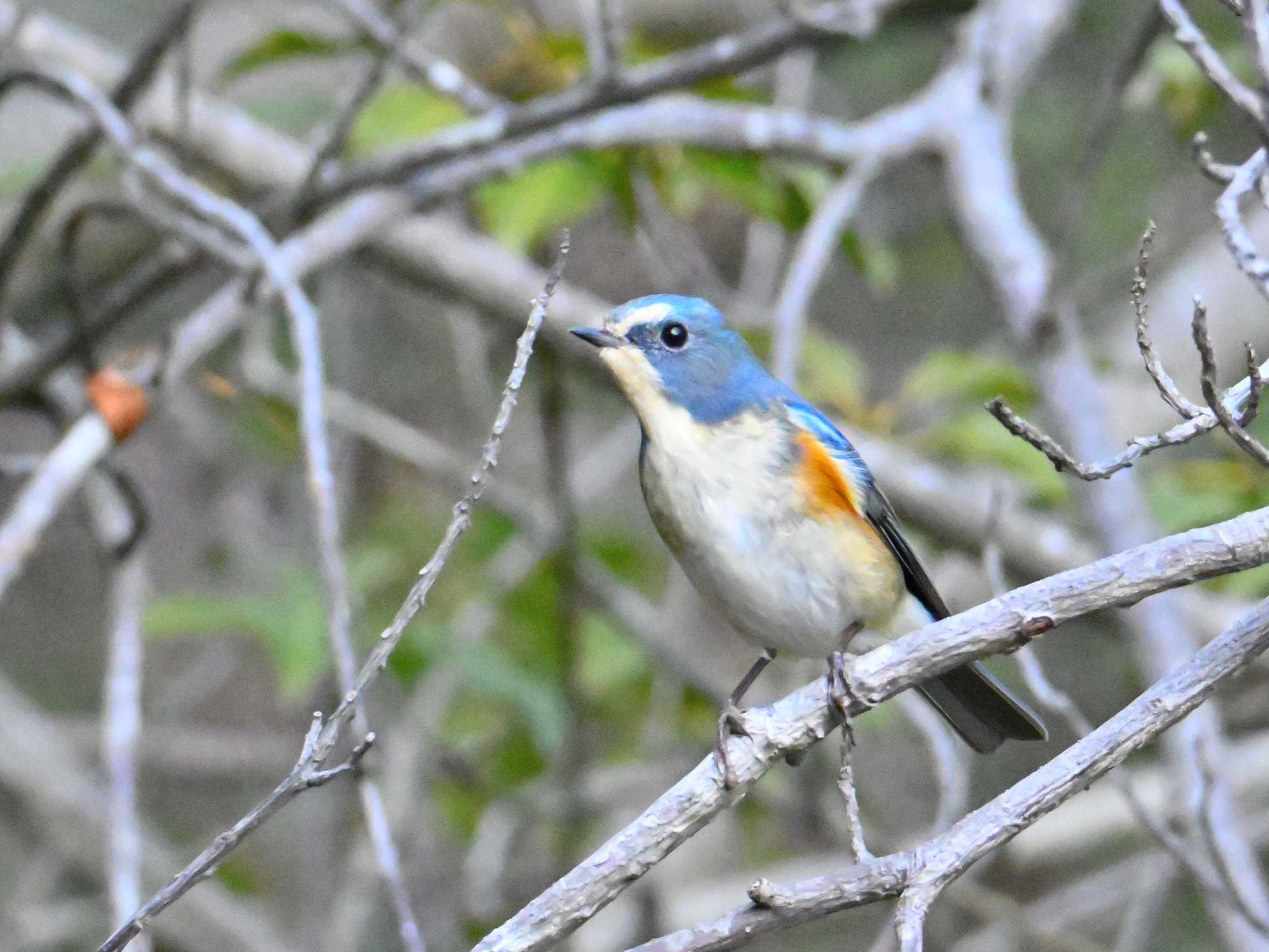 Red-flanked Bluetail