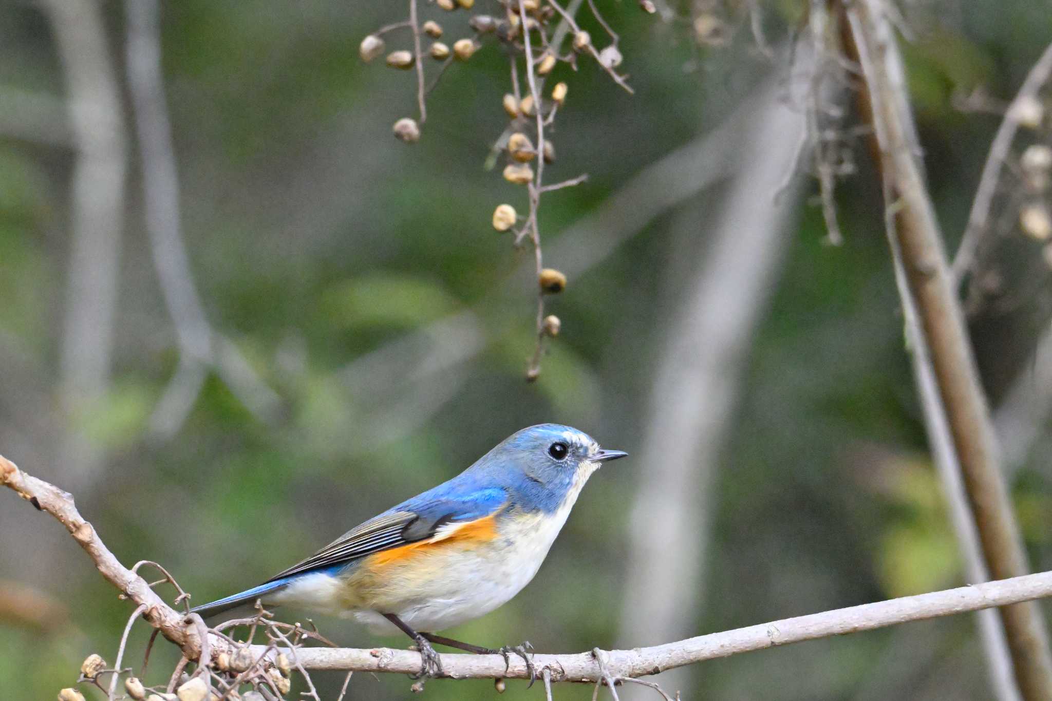 Red-flanked Bluetail