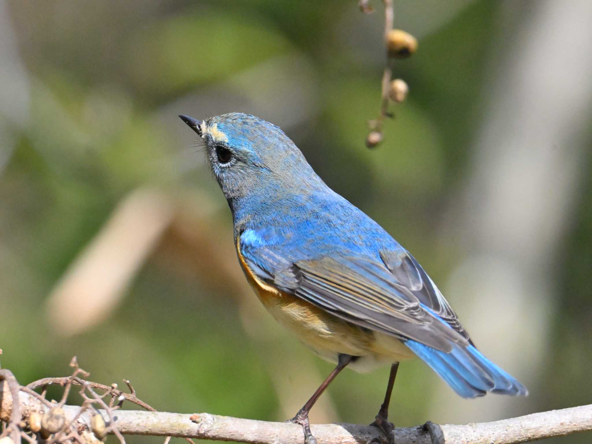 Red-flanked Bluetail