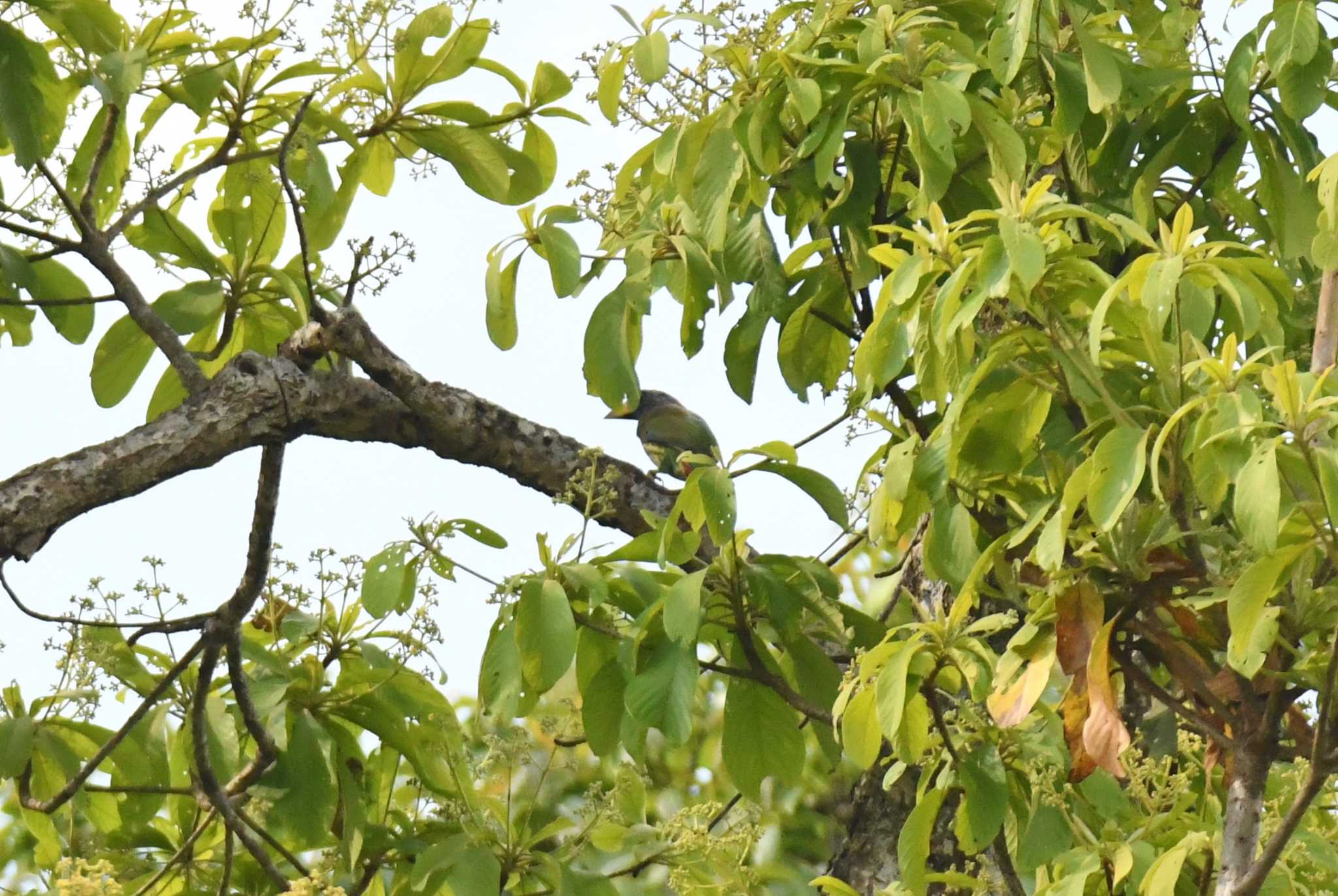 Great Barbet