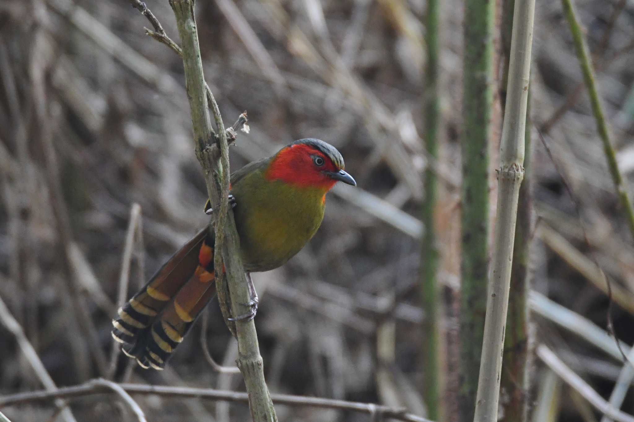 Scarlet-faced Liocichla