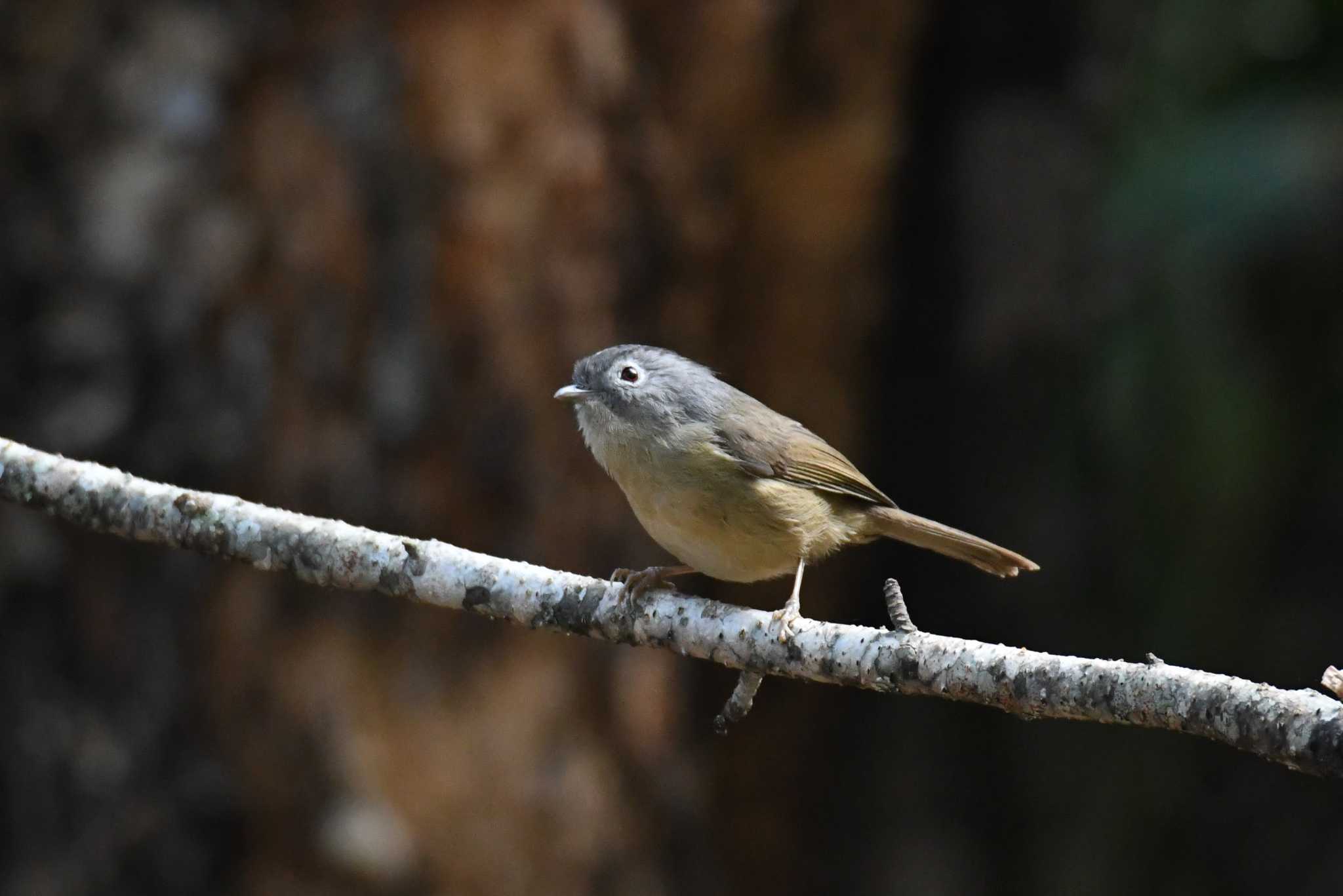 Yunnan Fulvetta