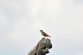 White-headed Buffalo Weaver