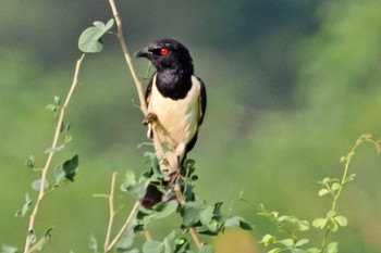 Magpie Starling