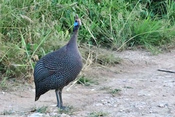 ホロホロチョウ アンボセリ国立公園 2023年12月29日(金)