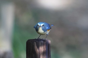 ルリビタキ 明石公園 2023年12月10日(日)