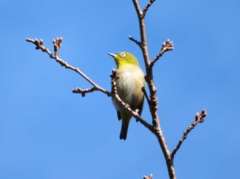 メジロ 日比谷公園 2024年1月13日(土)