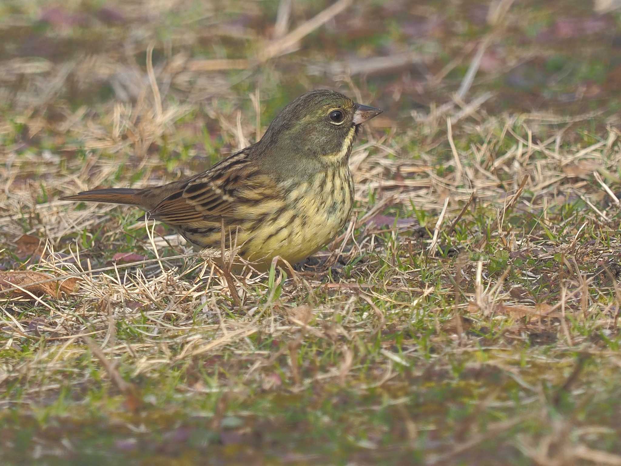 Masked Bunting