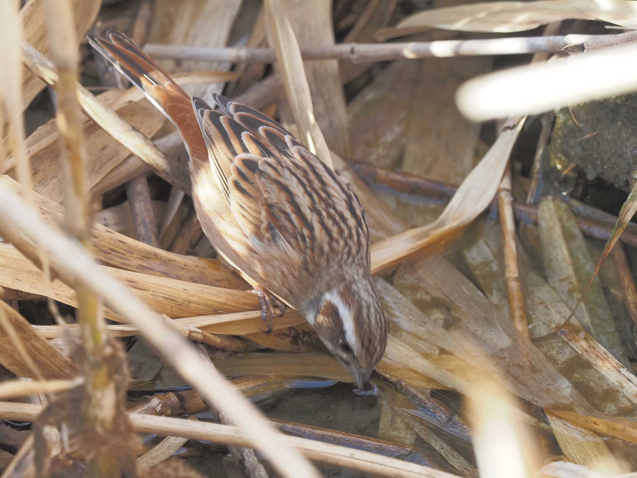 Meadow Bunting