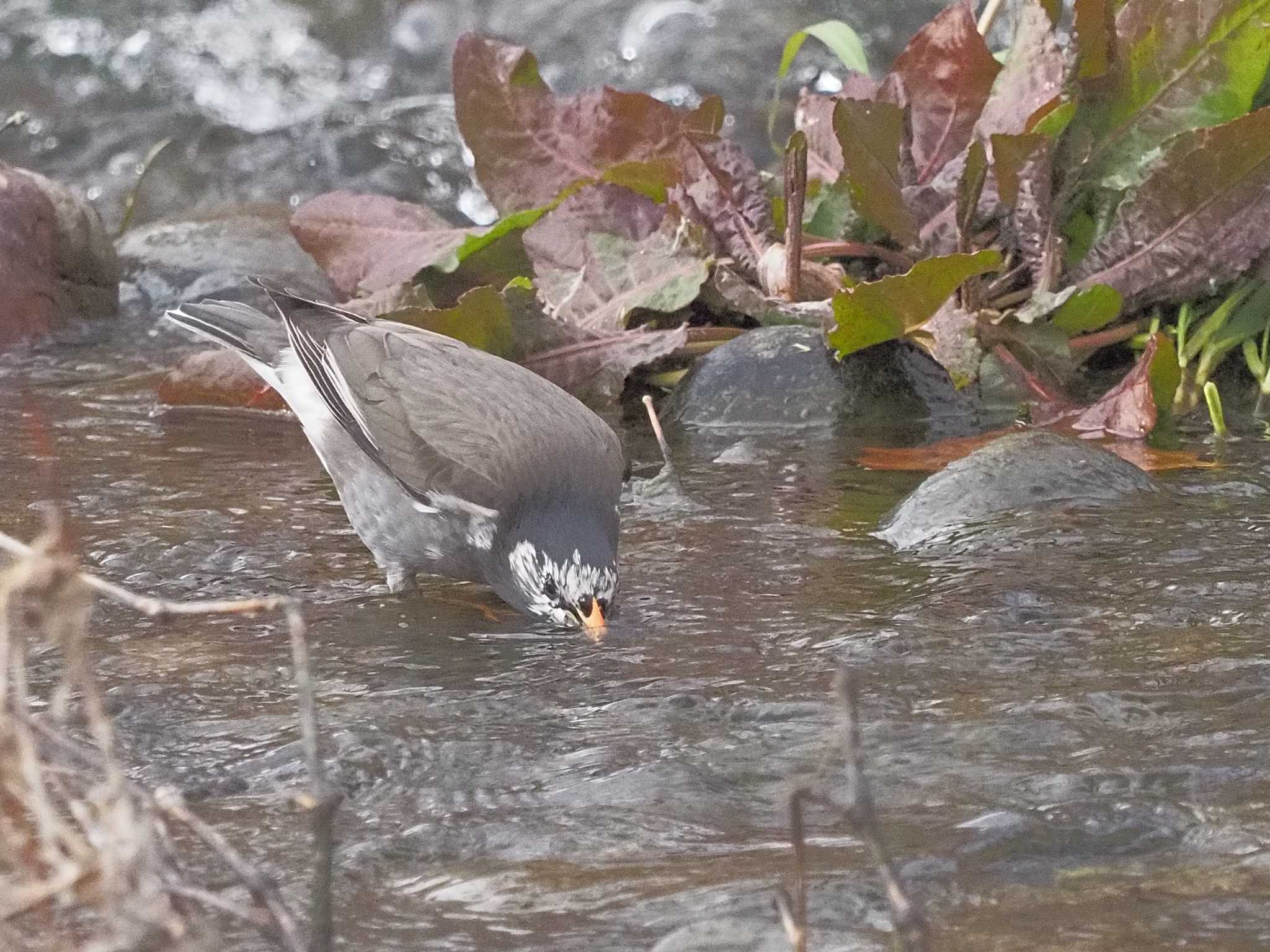 White-cheeked Starling