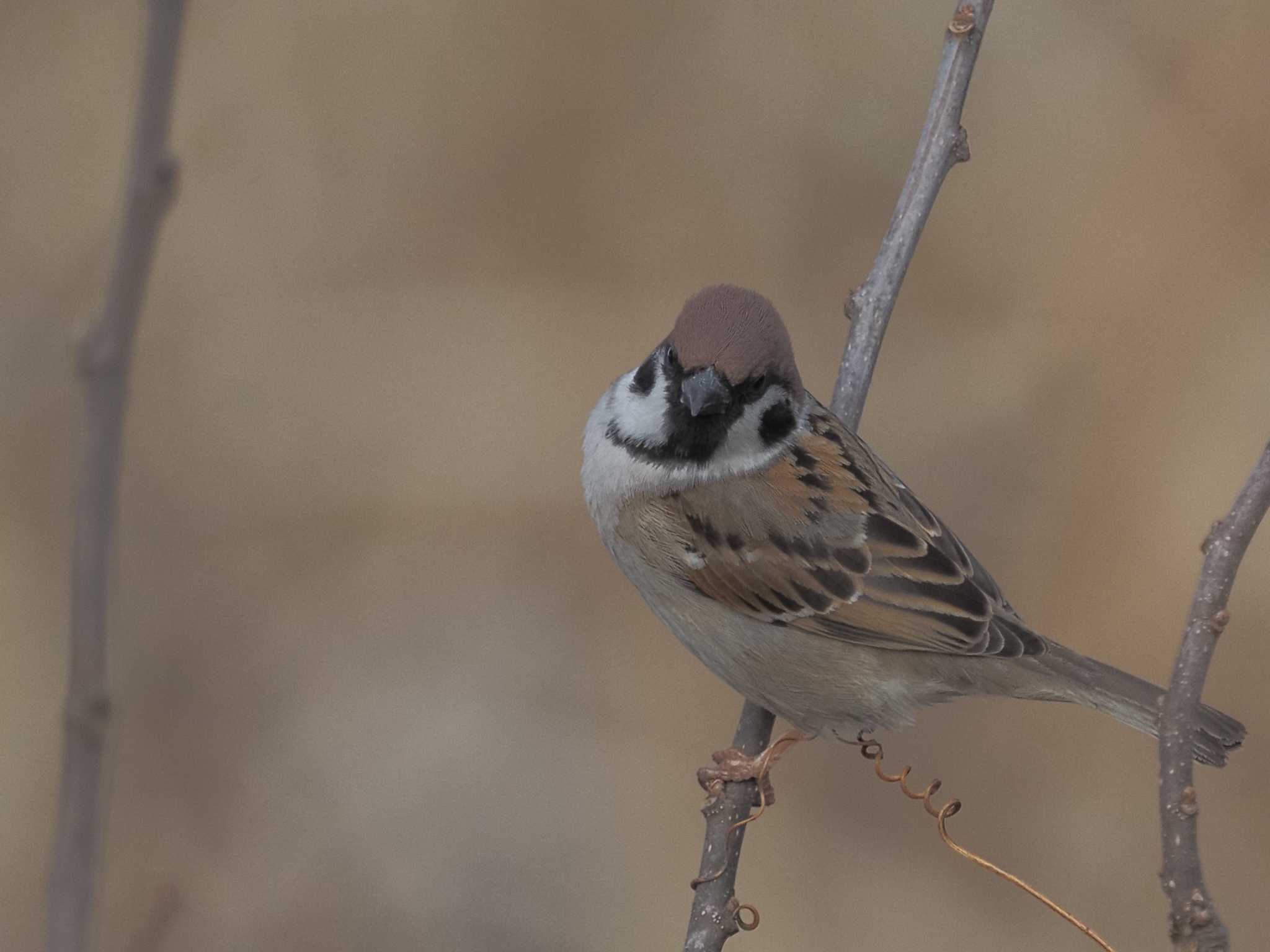 Eurasian Tree Sparrow