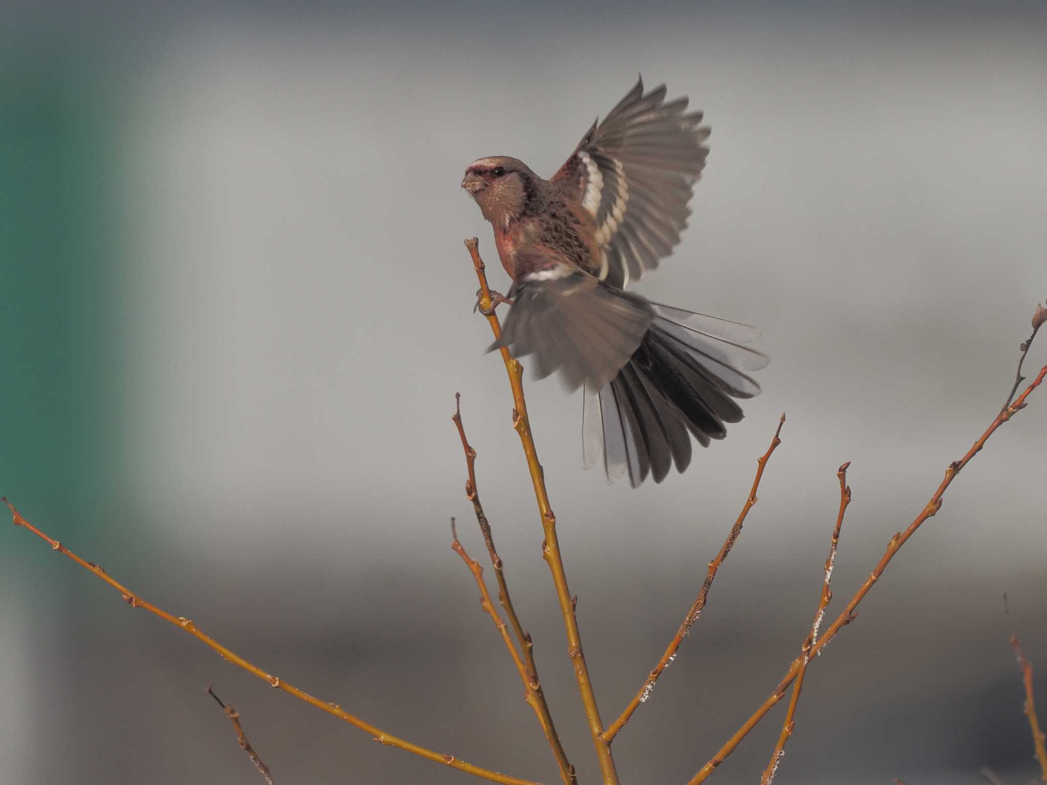 Siberian Long-tailed Rosefinch