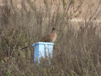 オオミチバシリ San Joaquin Marsh Wildlife Sanctuary 2023年12月29日(金)