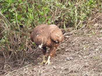 Red-tailed Hawk San Joaquin Marsh Wildlife Sanctuary Fri, 12/29/2023