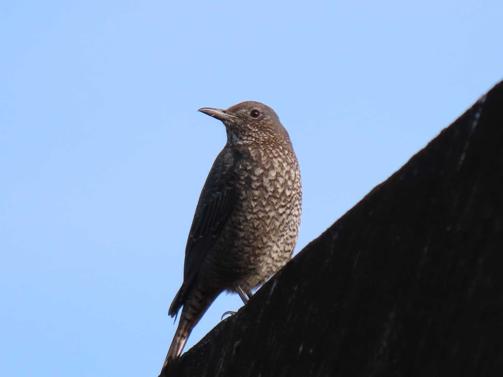 Blue Rock Thrush