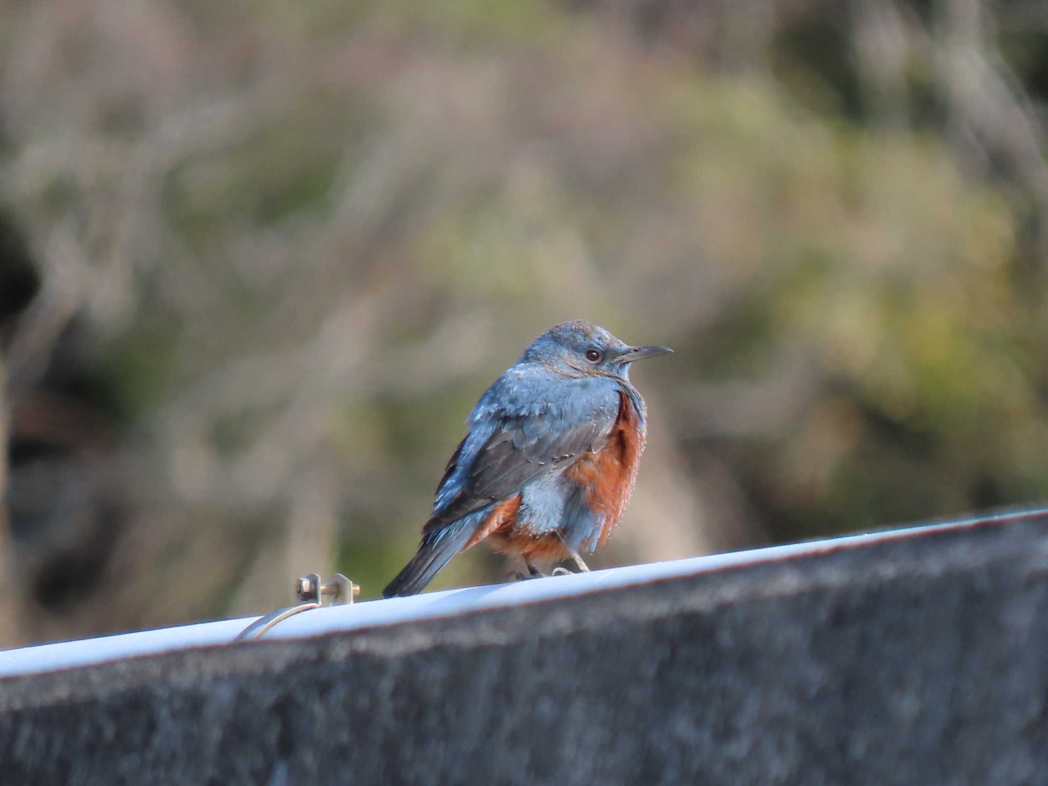 Blue Rock Thrush