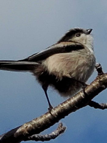 Long-tailed Tit Teganuma Sat, 1/13/2024