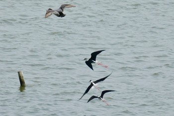 Black-winged Stilt 米子水鳥公園 Thu, 4/26/2018