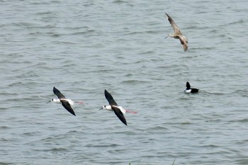 セイタカシギ 米子水鳥公園 2018年4月26日(木)