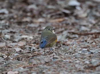 2024年1月13日(土) こども自然公園 (大池公園/横浜市)の野鳥観察記録