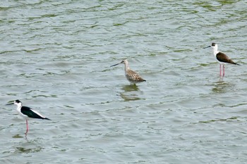 オオソリハシシギ 米子水鳥公園 2018年4月26日(木)