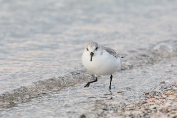 ミユビシギ ふなばし三番瀬海浜公園 2024年1月4日(木)