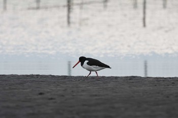 Eurasian Oystercatcher Sambanze Tideland Thu, 1/4/2024