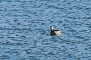 Black-necked Grebe Kasai Rinkai Park Thu, 1/4/2024