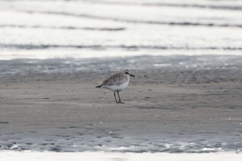 Grey Plover Sambanze Tideland Thu, 1/4/2024