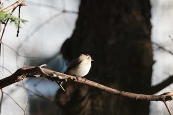 Red-breasted Flycatcher 西多摩 Fri, 1/5/2024