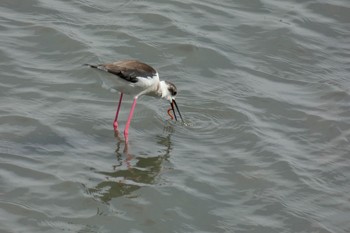 セイタカシギ 米子水鳥公園 2018年4月26日(木)