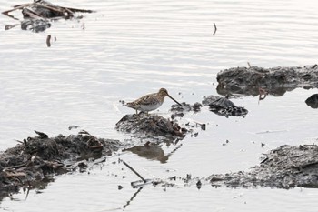 Common Snipe 群馬県 Wed, 1/3/2024