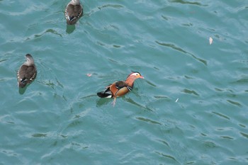 Mandarin Duck 神奈川県緑区 Tue, 12/19/2023