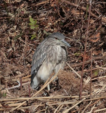 Black-crowned Night Heron Kasai Rinkai Park Thu, 1/4/2024